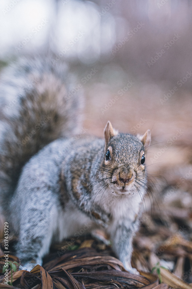 Obraz premium Eichhörnchen