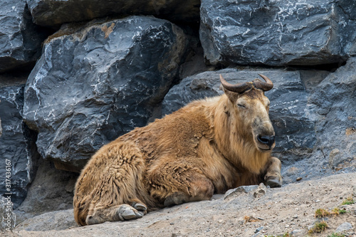 Golden takin (Budorcas taxicolor bedfordi) resting in zoo, native to the Peoples Republic of China and Bhutan photo