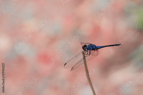 Dragonfly in Sri Lanka