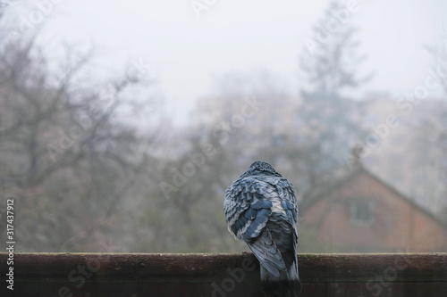 Lonely blue dove from the back against the background of urban foggy landscape in Ukraine. Shot through the glass.