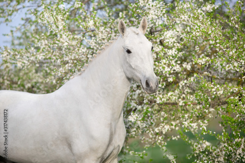 Horse in spring blossom garden