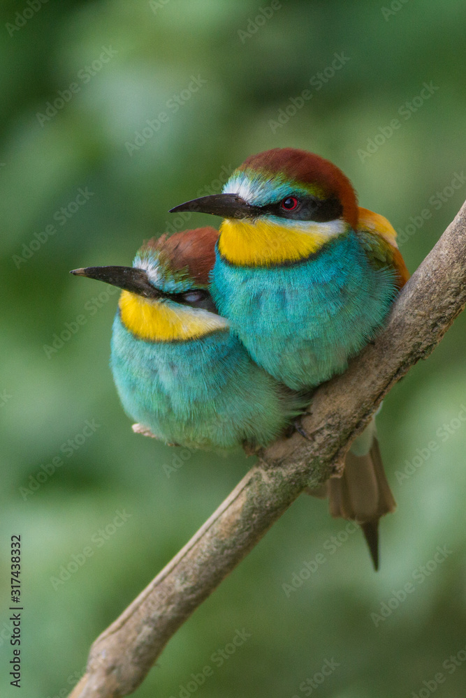 Fototapeta premium Male and female of European bee-eater. Merops apiaster