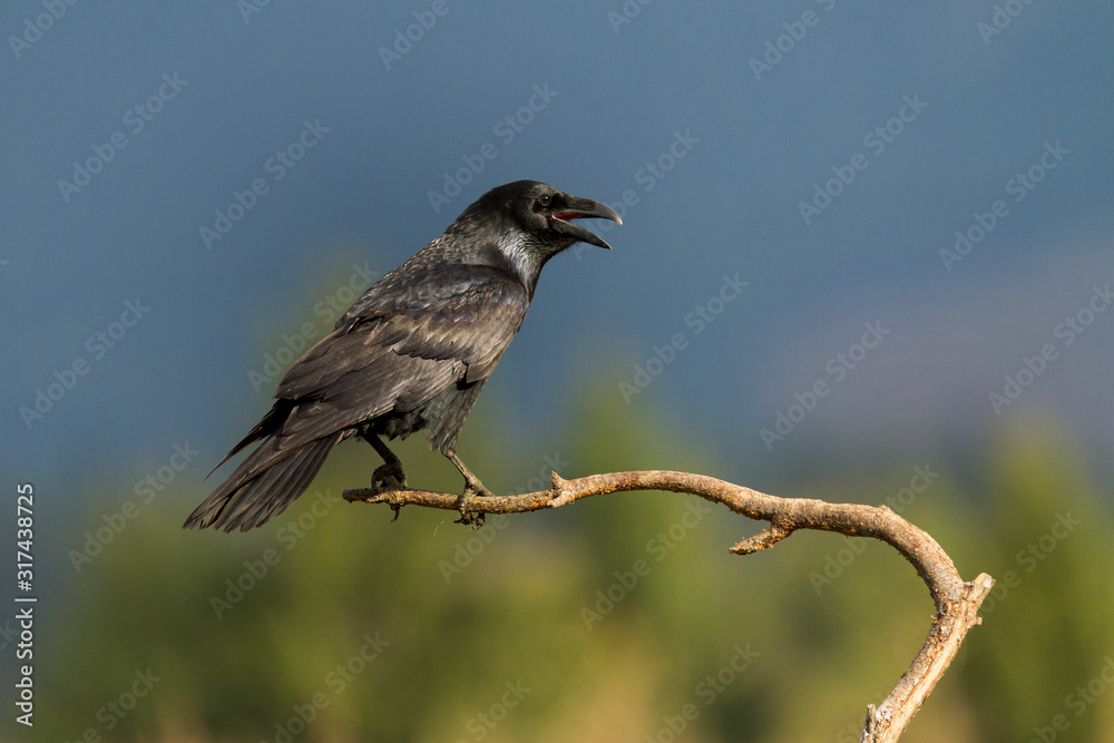 Common raven (Corvus corax) Common raven (Corvus corax)