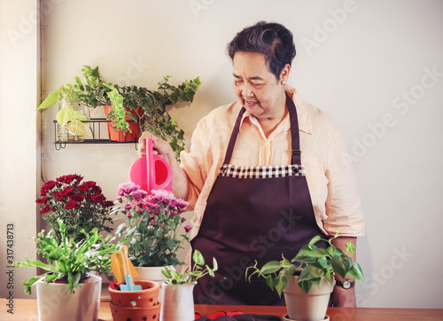 Asian senior  woman  taking care of plant at wooden table indoor , watering flowers with pink watering can ,smiling happily to her plants in plant pot.Gadening concept. photo