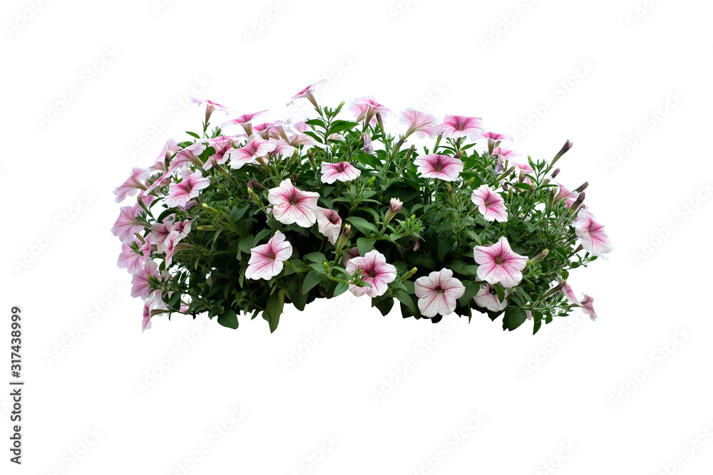 flowers bush of White Petunia isolated on white background (file with path)