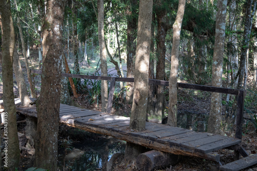 forest bridge forest bridge