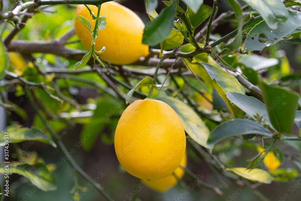 lemons being harvested from lemon trees