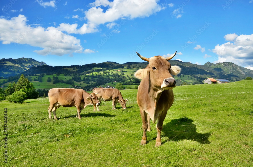 Herde Kühe artgerecht auf Weide in den Alpen