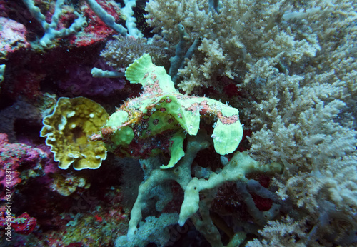 green spotted frog fish on a coral reef in the wild