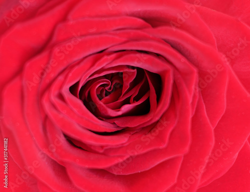 vibrant red rose flower close up  soft and airy romantic background