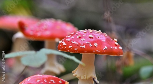 fly agaric in the forest, selective focus