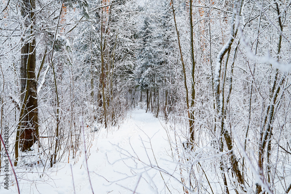 Fototapeta premium Snow covered trees in a winter forest and small path between them
