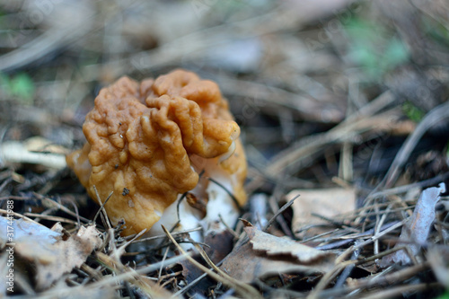 spring forest mushrooms (Gyromitra gigas), the first spring mushroom