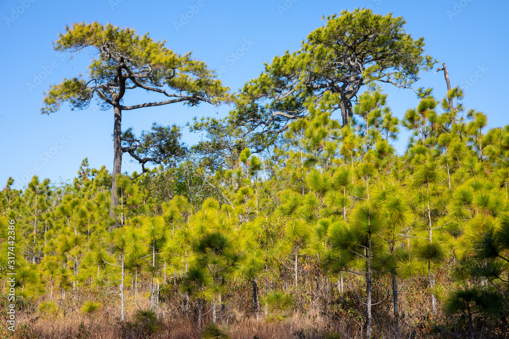 Three pine trees