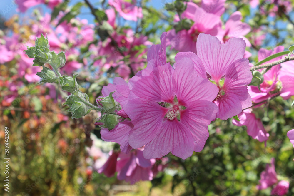 closeup portrait of pink striped mallow flowers in sunshine closeup portrait of pink striped mallow flowers in sunshine