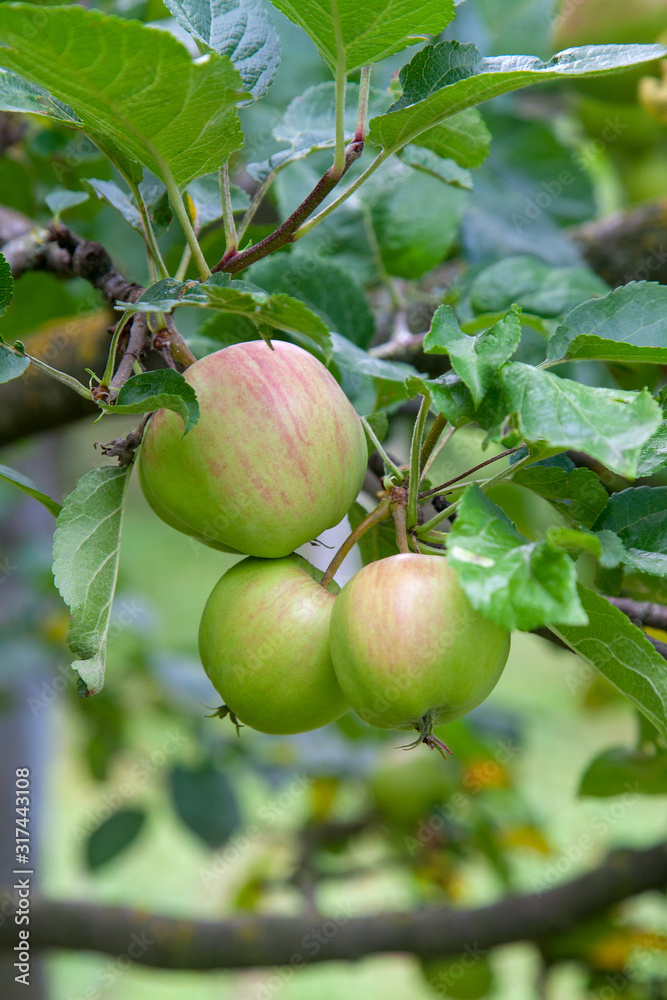 Shiny delicious green apples on a branch ready to be harvested in an apple orchard.. Shiny delicious green apples on a branch ready to be harvested in an apple orchard..