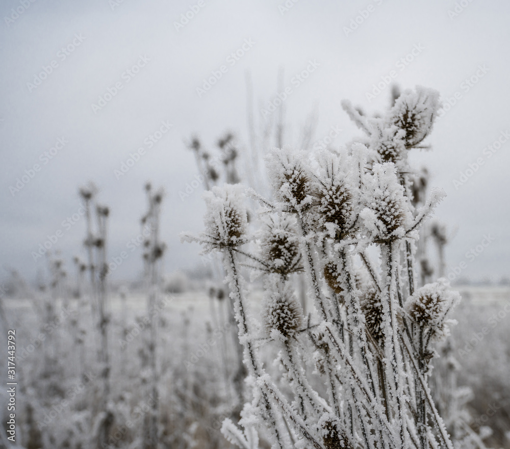 Frozen plants in winter with the hoarfrost Frozen plants in winter with the hoarfrost