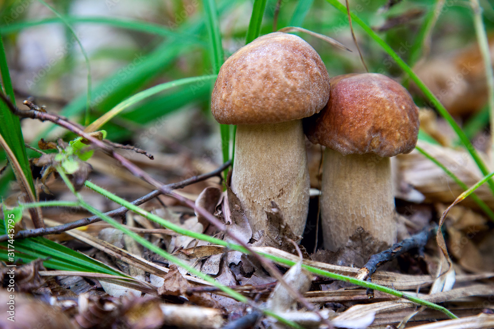 Mushroom family of boletus mushroom in the wild. Porcini mushroom grows on the forest floor at autumn season.. Mushroom family of boletus mushroom in the wild. Porcini mushroom grows on the forest floor at autumn season..