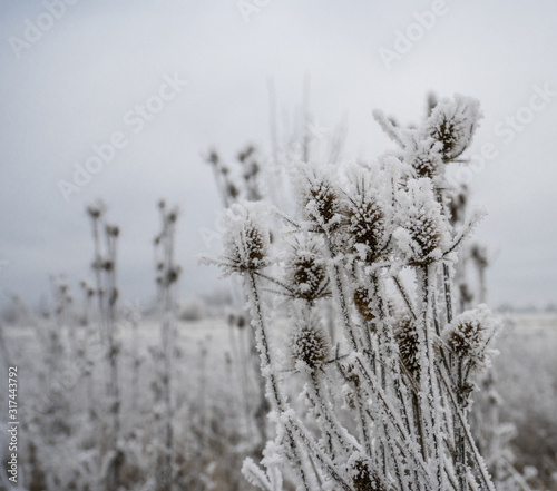 Frozen plants in winter with the hoarfrost © vbaleha