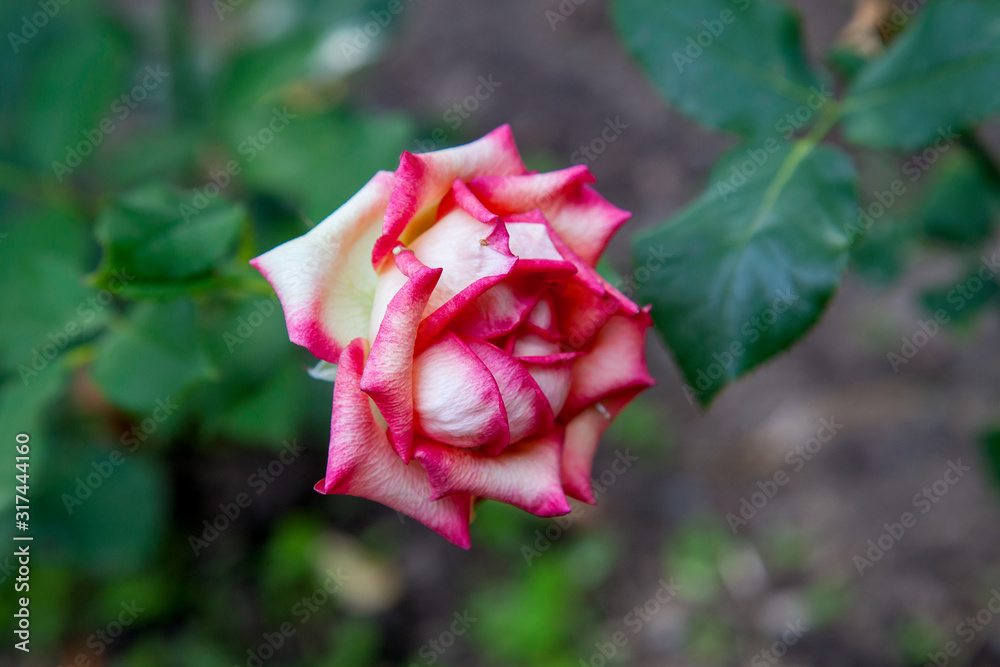 Beautiful red rose bush growing in the garden. Beautiful red rose bush growing in the garden.