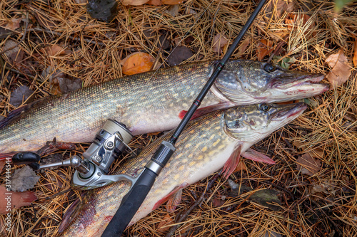 Freshwater pike fish. Two freshwater pike fish and fishing rod with reel on yellow leaves at autumn time..