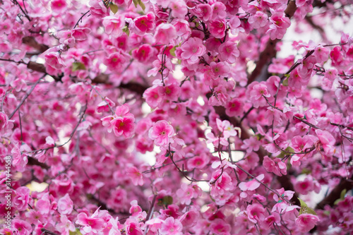 pink cherry tree blossom 