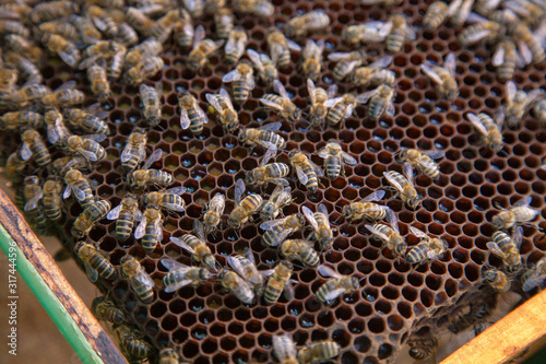 Working bees on honeycomb.