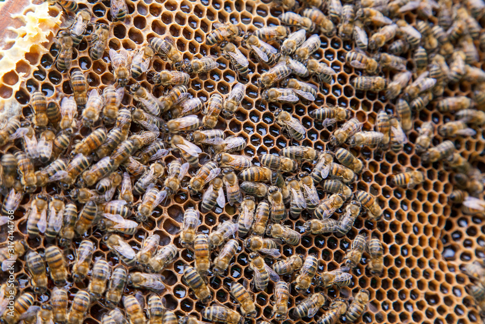 Close up view of working bees on honeycomb with sweet honey. Close up view of working bees on honeycomb with sweet honey.