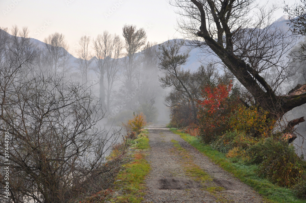 Foggy Road in the Forest with Bare Trees. Foggy Road in the Forest with Bare Trees.