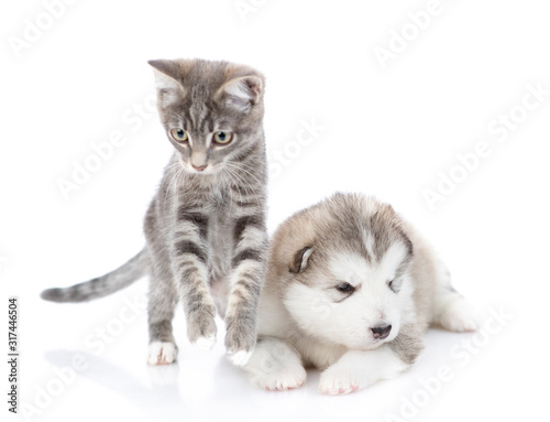 Striped kitten is jumping next to a malamute puppy. They look at the camera. Isolated on a white background