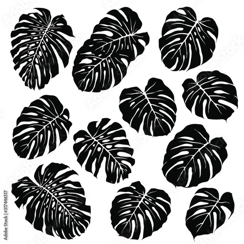 Silhouettes of monstera leaves. Set of vector silhouettes on white background