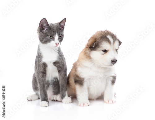 A gray kitten sits next to a Malamute puppy and looks away. Isolated on a white background