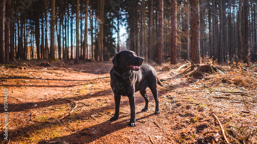 black labrador in the forest