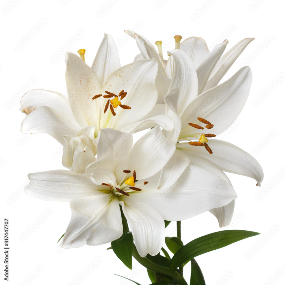 Bouquet of delicate elegant white lilies isolated on a white background.