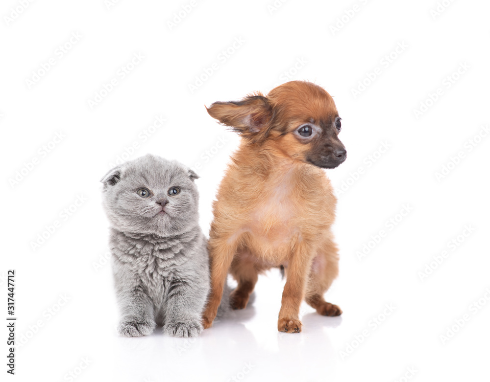 Obraz premium puppy toy Terrier and kitten Scottish breed on white background