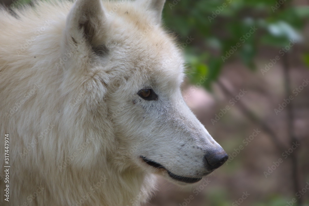 weißer Wolf - Polarwolf