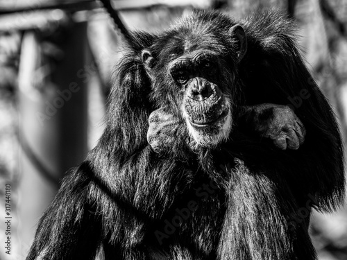 チンパンジーのポートレート写真 モノクローム