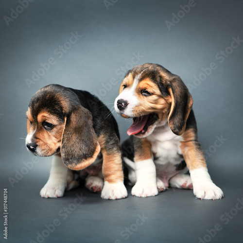 Beagle puppies © Anton Maltsev