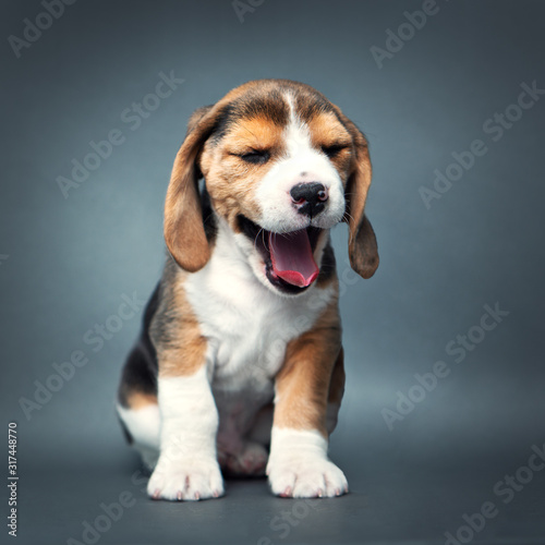 Beagle puppy yawns 