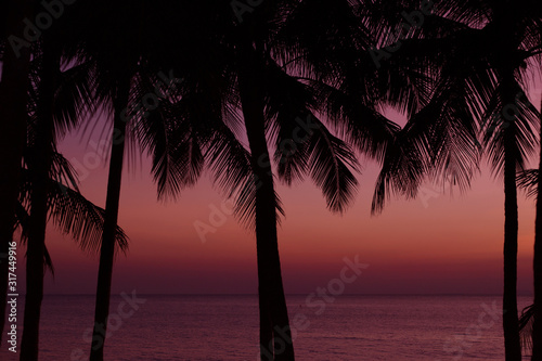 Palm trees silhouette on sunset background at the sea. Tropical evening. © anya babii