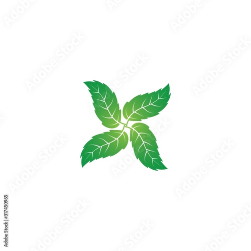Vector illustration of mint leaves green with white background