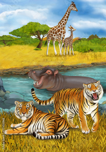 cartoon scene with hippopotamus hippo swimming in river near the meadow and giraffes resting illustration for children