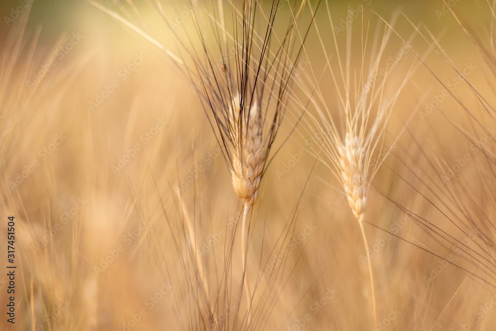 Wheat crop field. Ears of golden wheat close up. Ripening ears of wheat field background. Rich harvest Concept. Wheat crop field. Ears of golden wheat close up. Ripening ears of wheat field background. Rich harvest Concept.