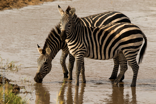 zebra zebrata