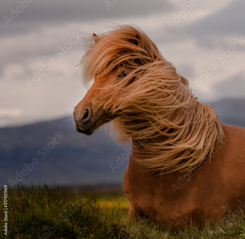 Billede på lærred Portrait of a Icelandic horse in the wind