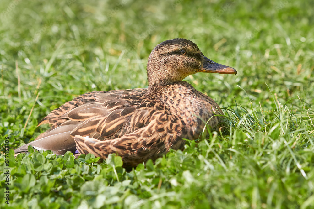 Wild female duck mallard resting in the grass in the sun