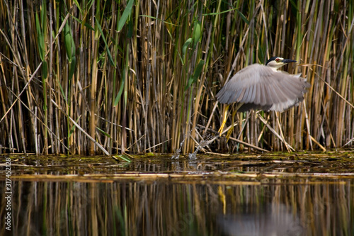 Heron soaring. The Volga River Delta. Summer