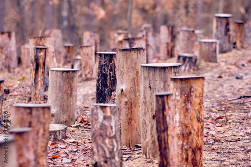 Abundance of tree stumps standing in the forest on a moody winter day in Germany
