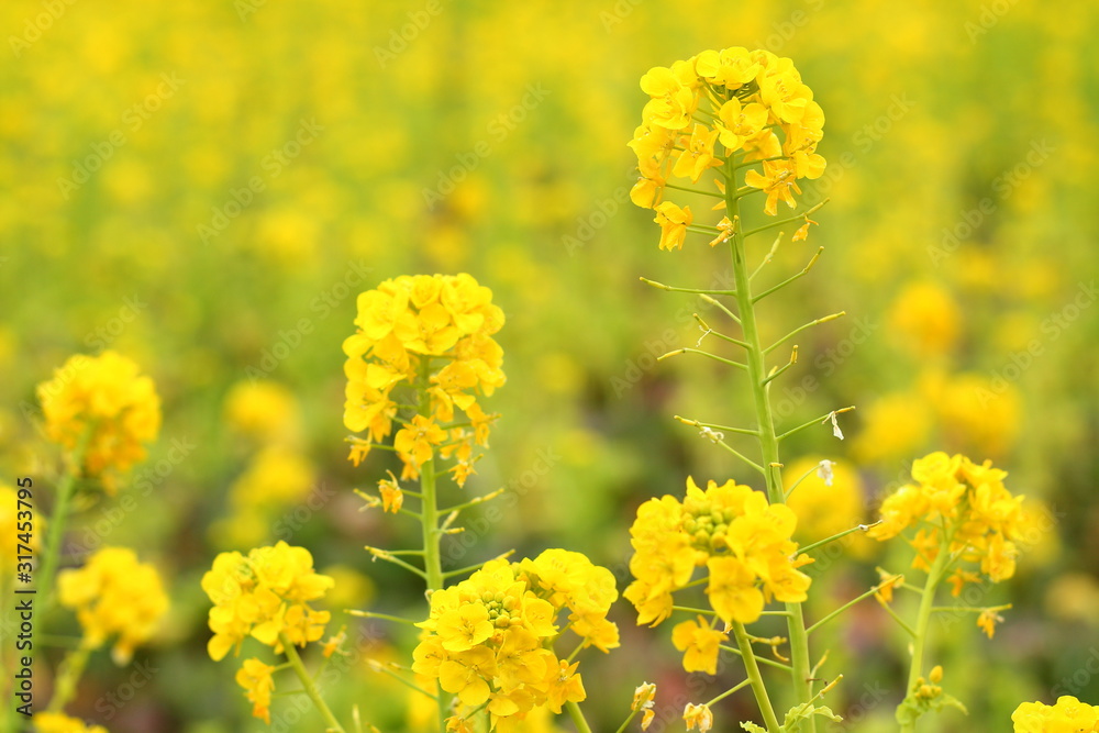 菜の花 菜の花