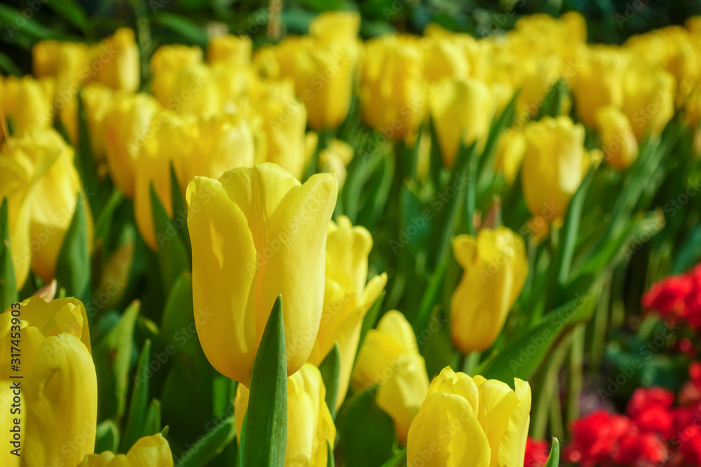 Tulip flowers in summer at garden Tulip flowers in summer at garden